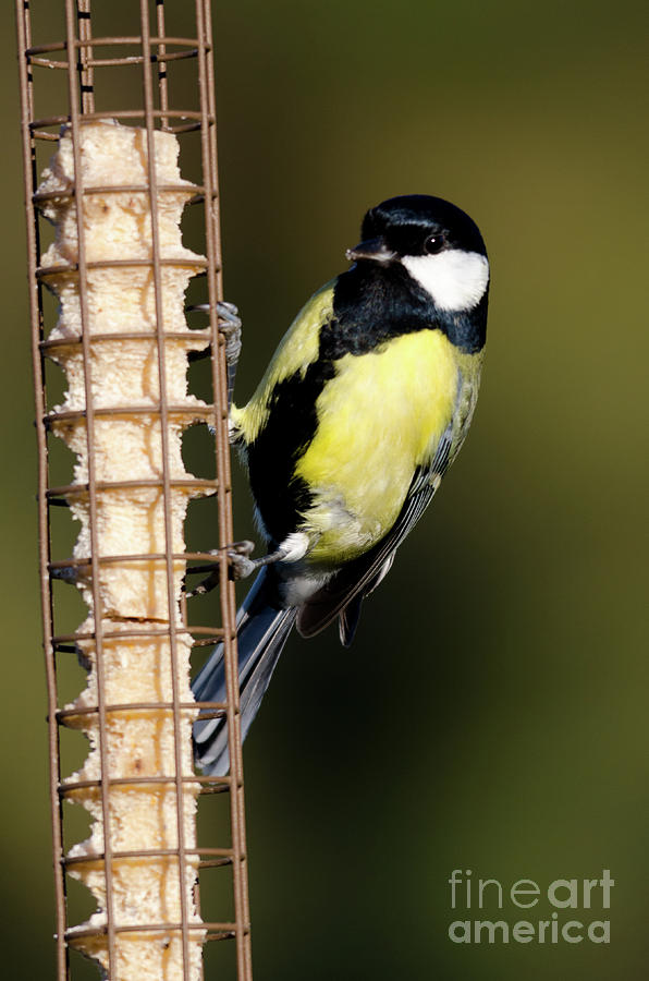 Great tit on feeder  Photograph by Steev Stamford