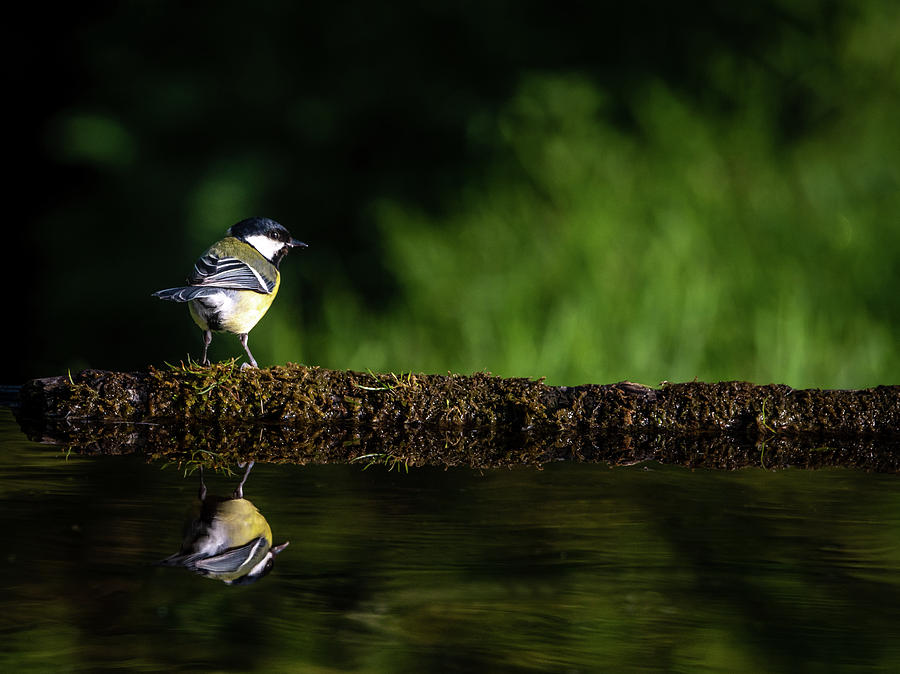 Great Tit on Reflection Pond Photograph by Framing Places
