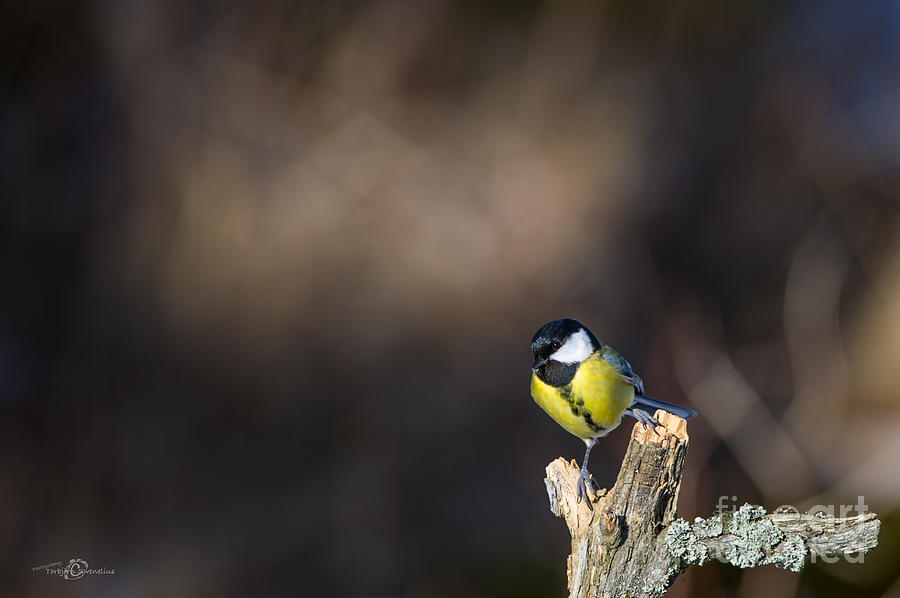 Wildlife Photograph - Great Tit on the Branch by Torbjorn Swenelius