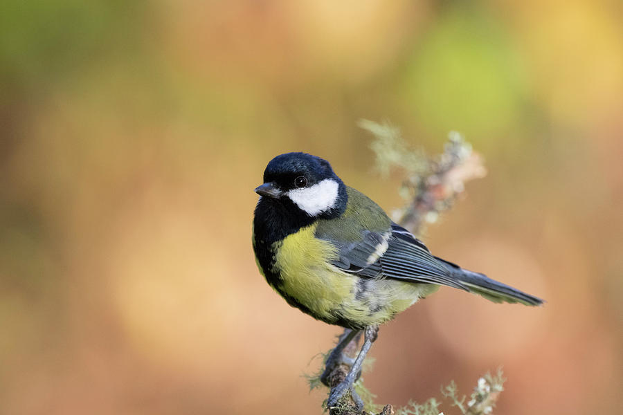 Great Tit - Parus Major by Karen Van Der Zijden Great Tit - Parus Major by Karen Van Der Zijden