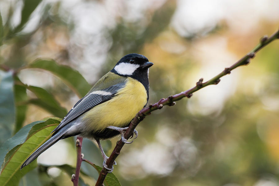 Great Tit Photograph by Wendy Cooper