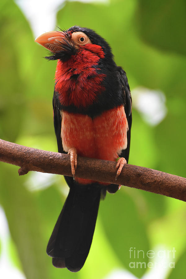 Great Up Close Capture of a Bearded Barbet Bird Photograph by DejaVu Designs