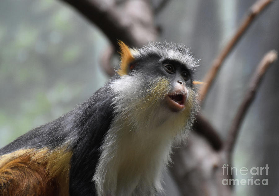 Great Up Close Look at Wolfs Guenon Monkey Photograph by DejaVu Designs