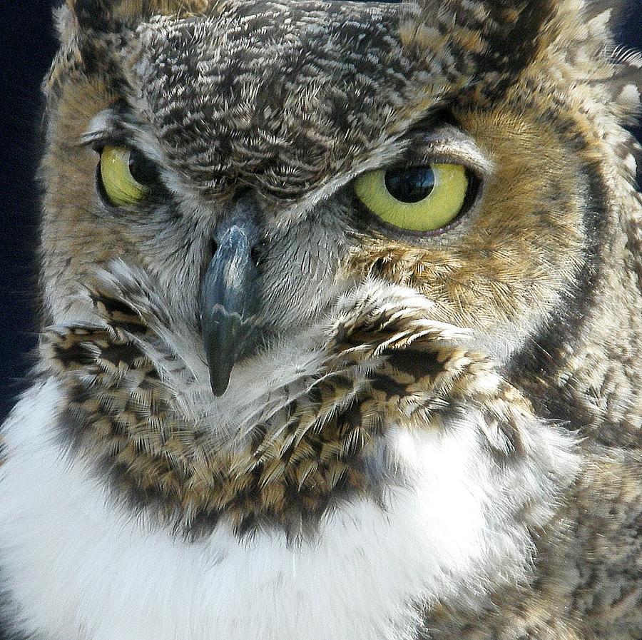 Great Western Horned Owl Photograph by Kevin B Bohner