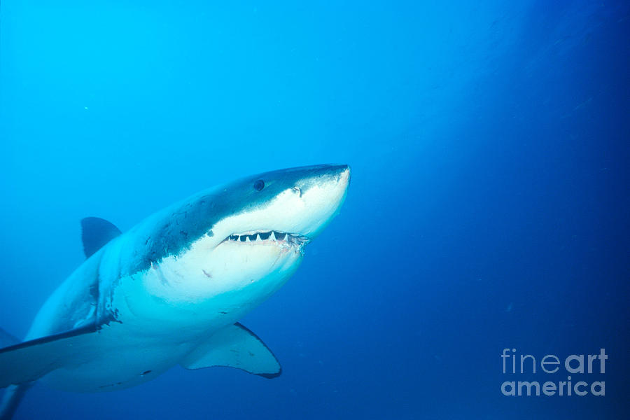 Great White Photograph by Dave Fleetham - Printscapes