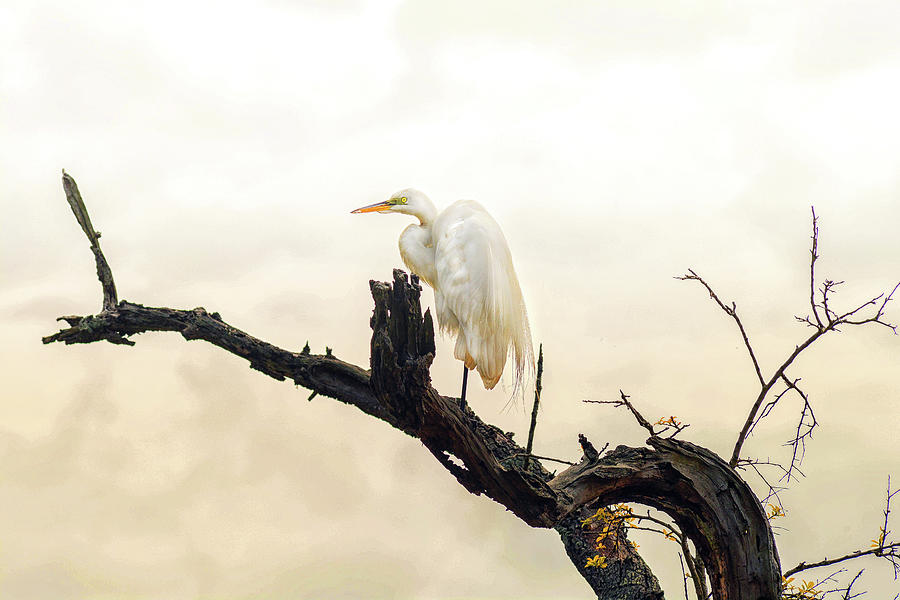 Egret Photograph - Great White Egret #1 by Donnie Smith