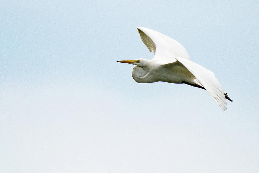 Great White Egret #1 Photograph by Gary E Snyder