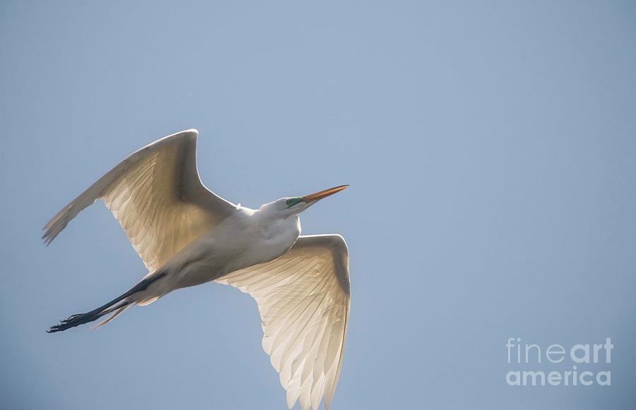 Great White Egret - 2 Photograph by David Bearden