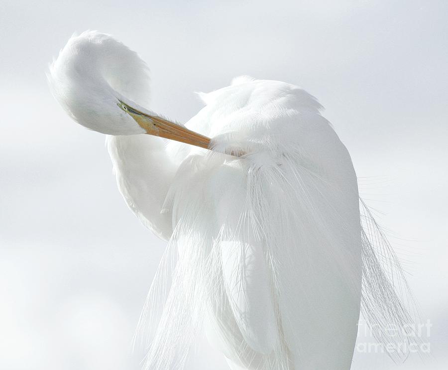 Nature Photograph - Great White Egret 272 by Paulette Thomas