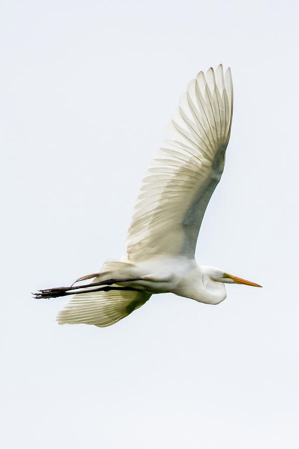 Great White Egret #3 Photograph by Gary E Snyder