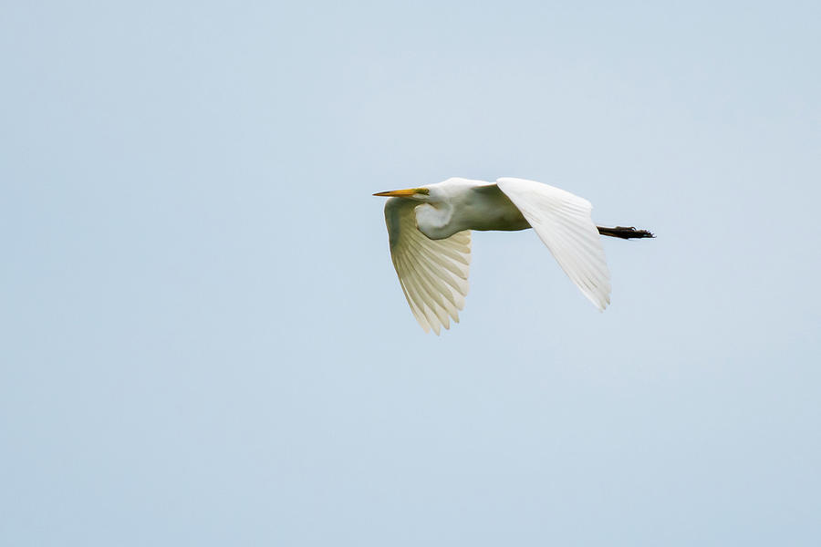 Great White Egret #4 Photograph by Gary E Snyder
