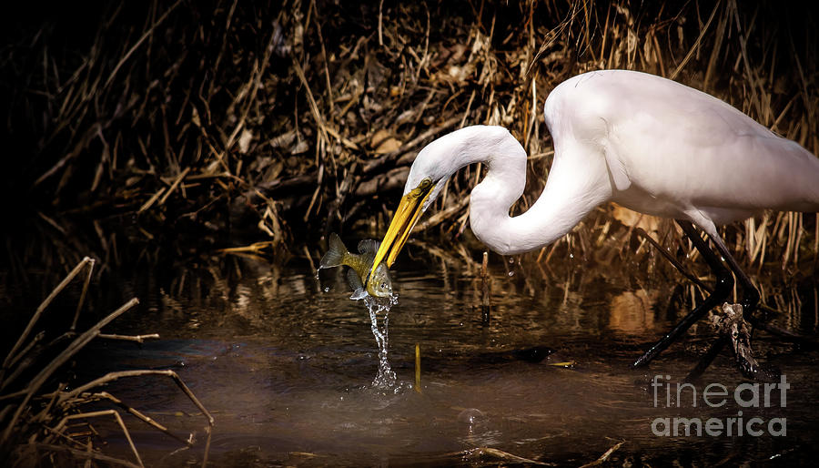 Great White Egret and Bluegill Photograph by Robert Frederick