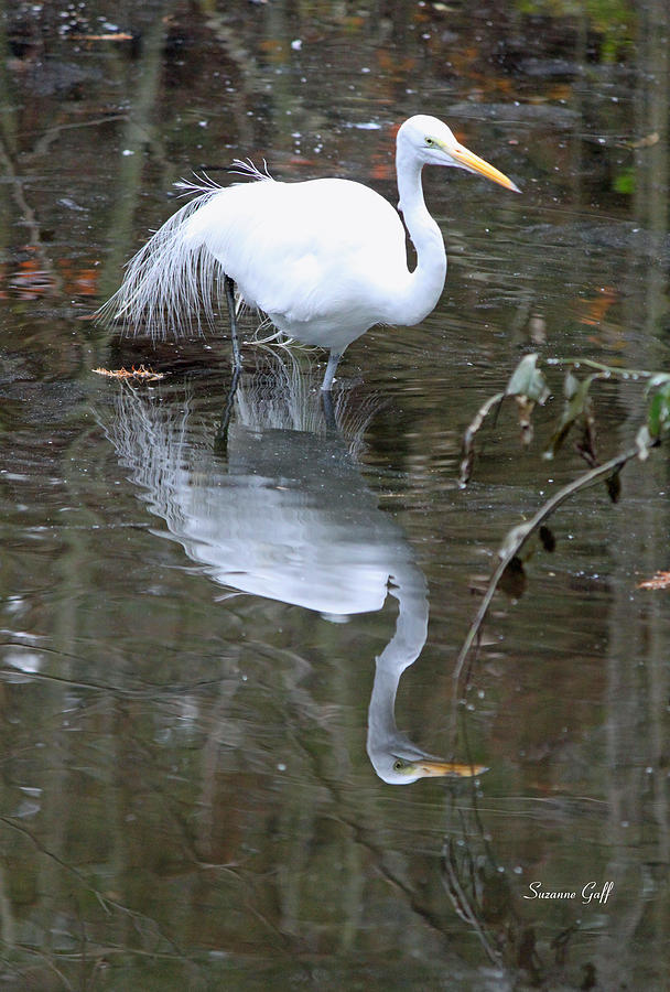 Great White Egret and Reflection Photograph by Suzanne Gaff