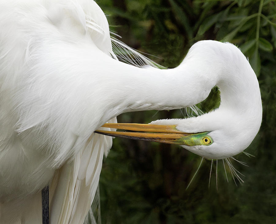 Great White Egret Photograph by Art Cole