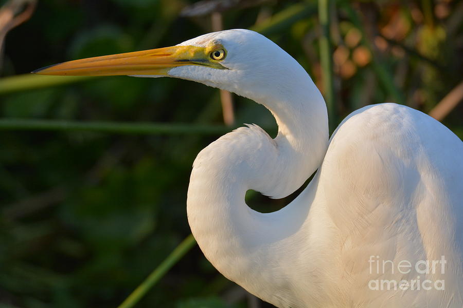 Great White Egret At Sunset Photograph by Julie Adair
