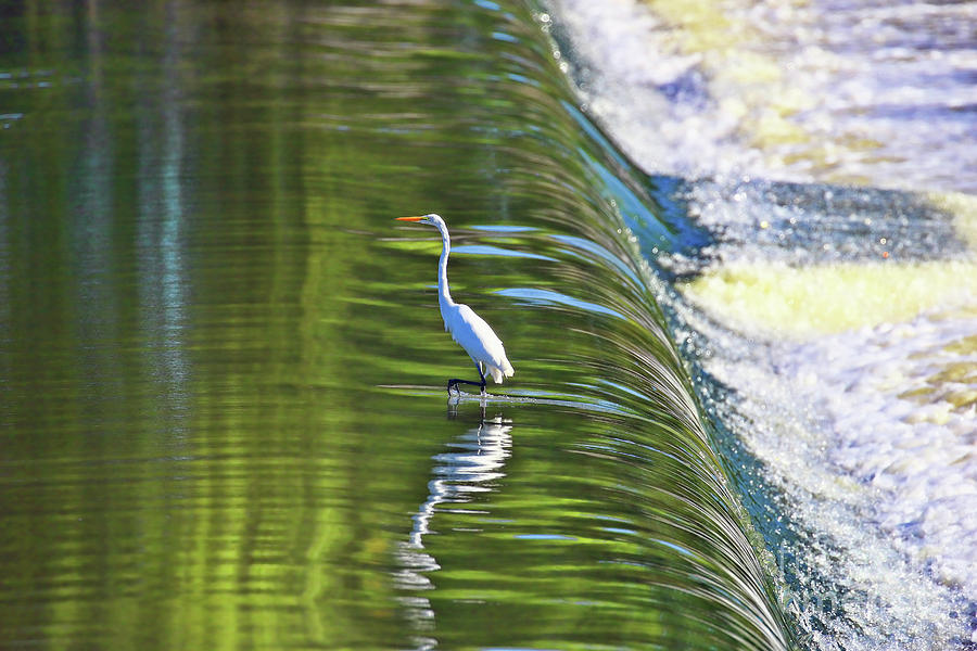 Great White Egret at the Falls  2730 Photograph by Jack Schultz
