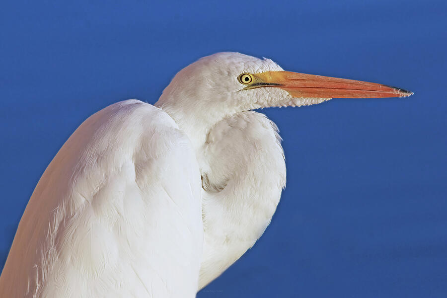 Great White Egret Bird Portrait Photograph by Jennie Marie Schell