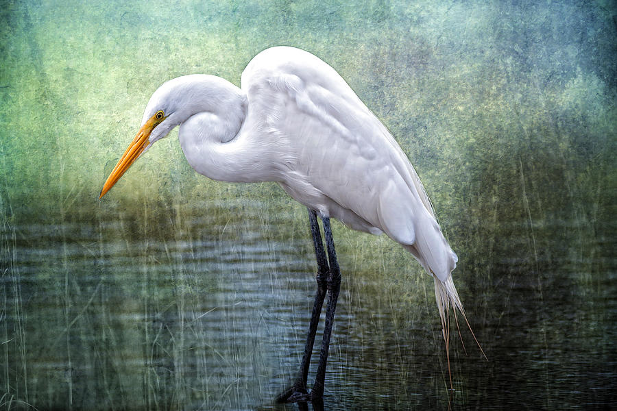 Great White Egret Photograph by Bonnie Barry