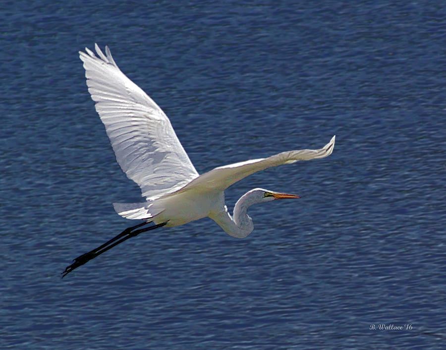 Great White Egret Photograph by Brian Wallace