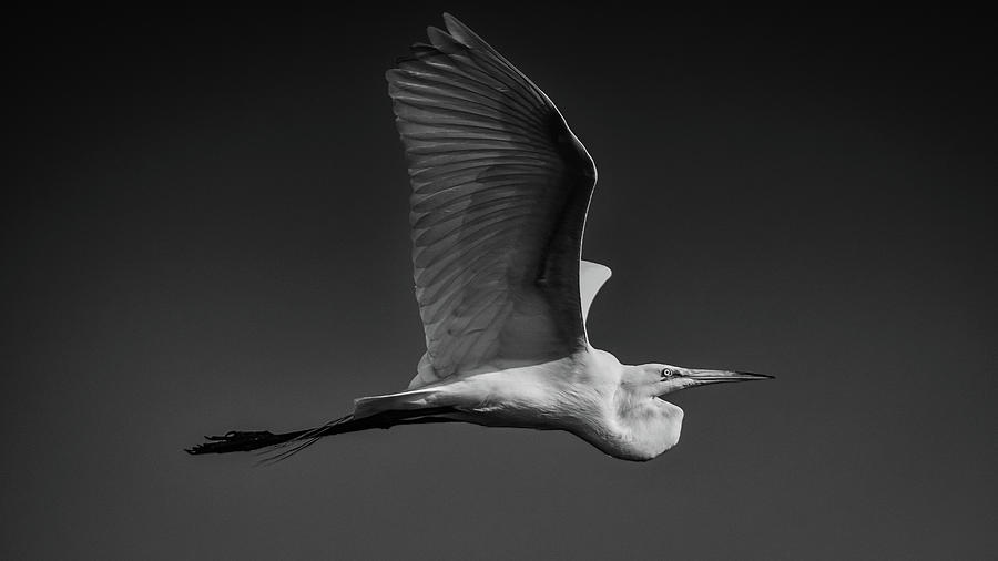 B&w Photograph - Great White Egret BW by Don Miller B&w Photograph - Great White Egret BW by Don Miller
