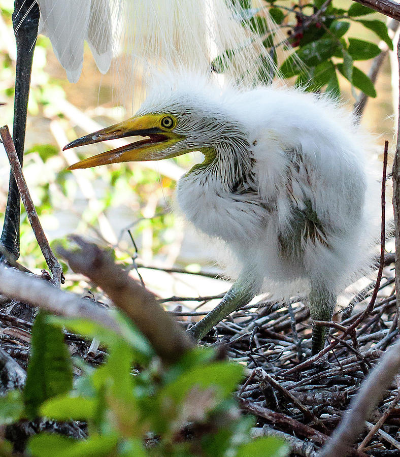 Great White Egret Chick Photograph by Norman Johnson