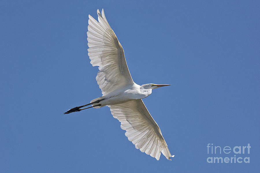Great White Egret Photograph by Craig Leaper