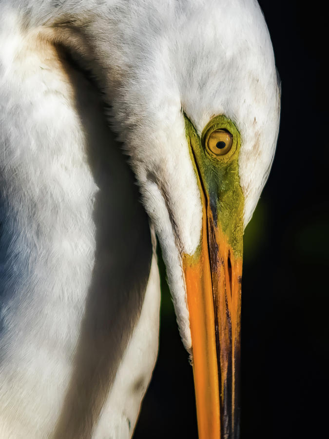 Birdwatching Photograph - Great White Egret by Don Miller Birdwatching Photograph - Great White Egret by Don Miller