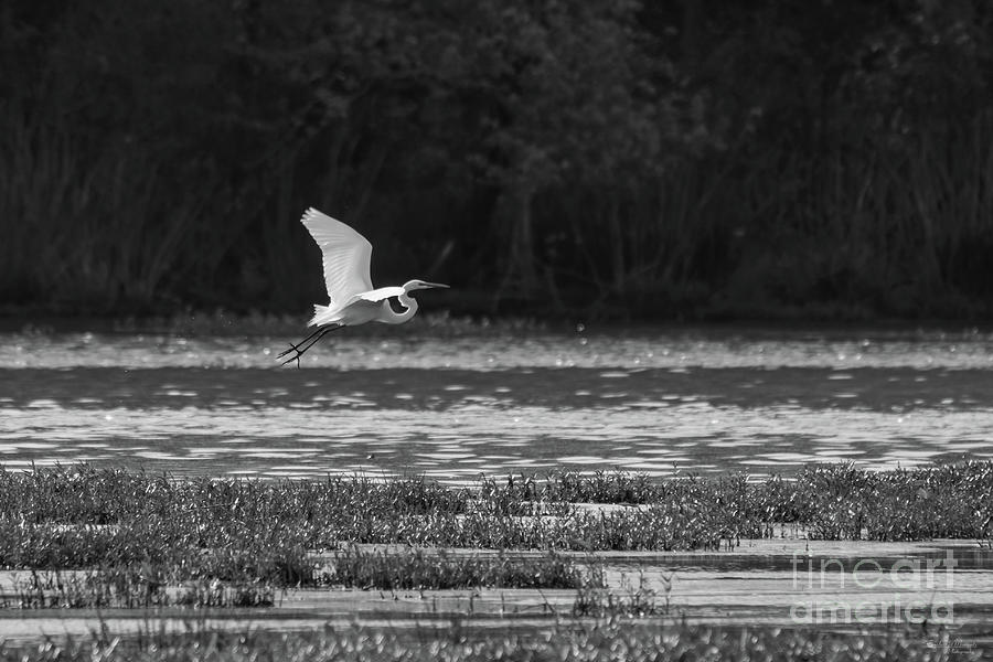 Great White Egret Flying Grayscale Photograph by Jennifer White