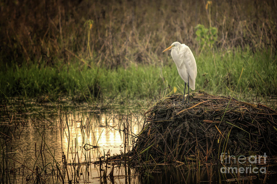 Egret Photograph - Great White Egret by Gaby Swanson Egret Photograph - Great White Egret by Gaby Swanson