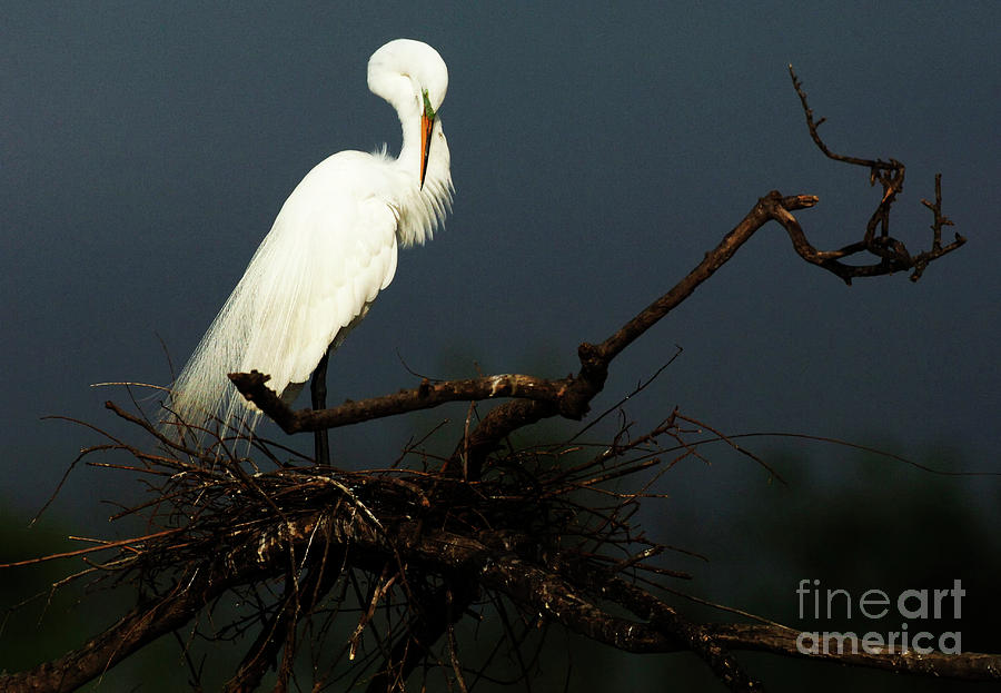Majestic Great White Egret High Island Texas 2 Photograph by Bob Christopher