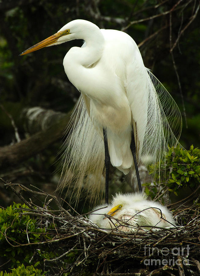 Majestic Great White Egret High Island Texas 3 Photograph by Bob Christopher