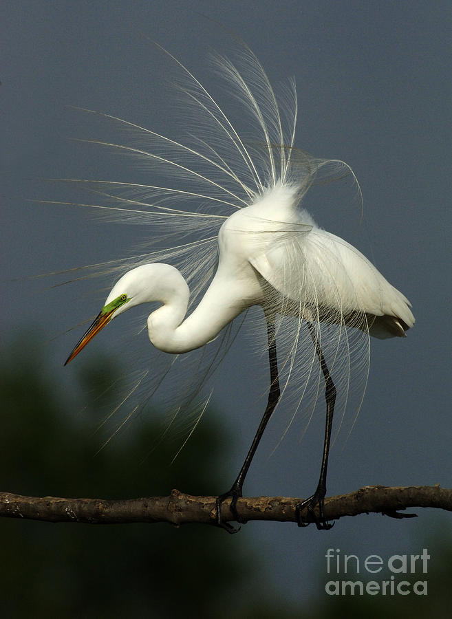 Majestic Great White Egret High Island Texas Photograph by Bob Christopher