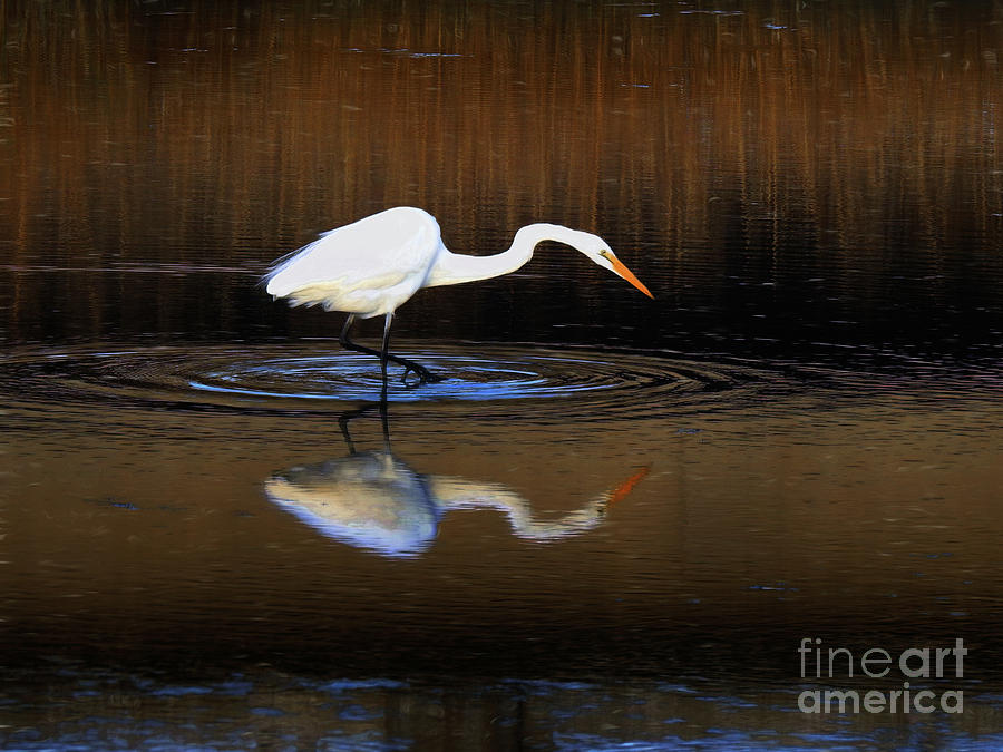 Great White Egret III Photograph by Scott Cameron