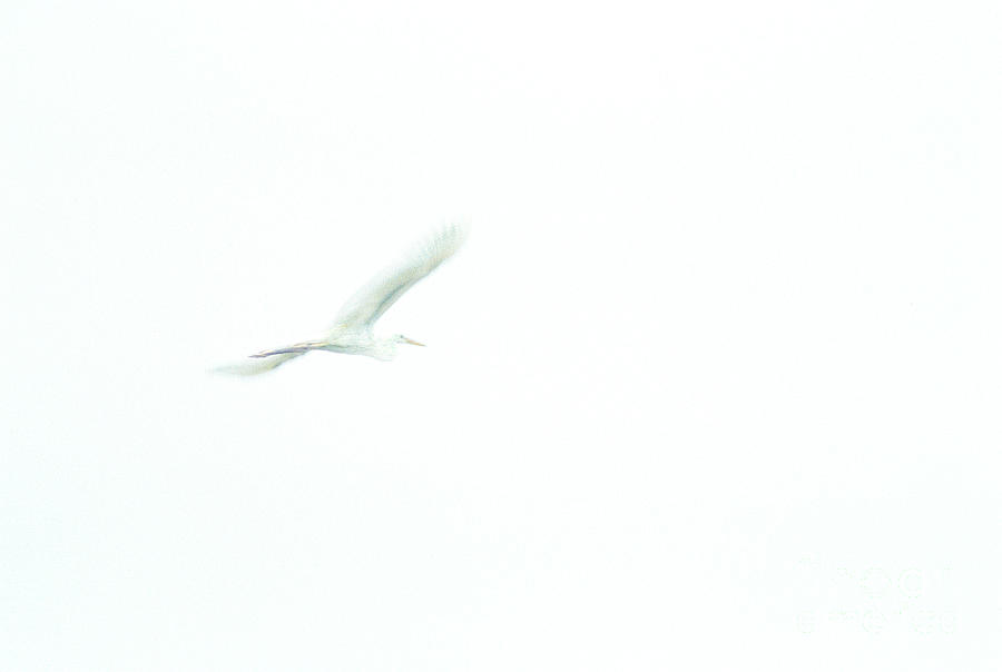Great White Egret Impressionistic Style Photograph by John Harmon