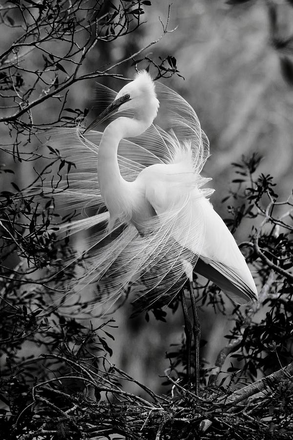 Great White Egret in Black and White Photograph by Carol Montoya