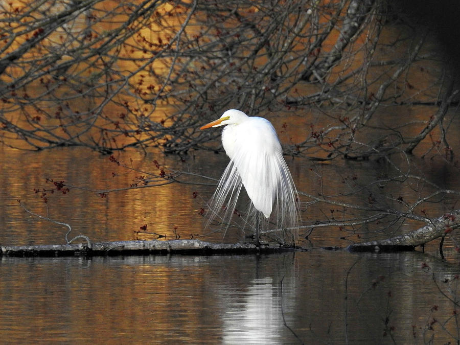 Great White Egret in Breeding Plumage Photograph by Pat Miller