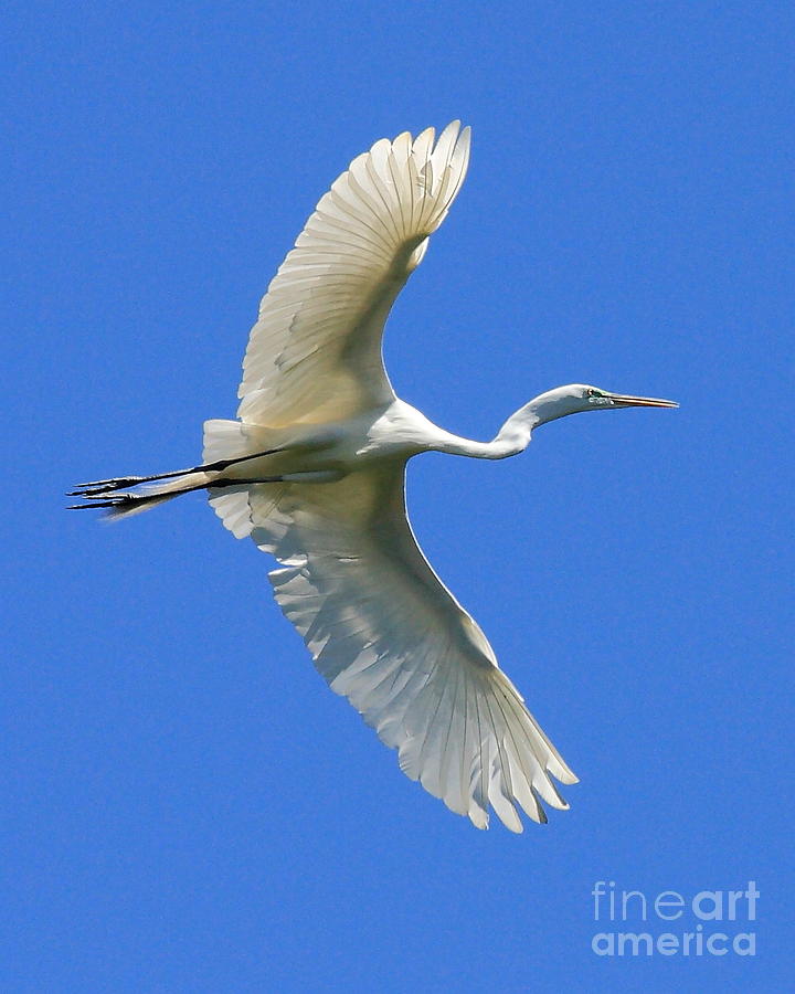 Great White Egret in Flight Photograph by Wingsdomain Art and Photography