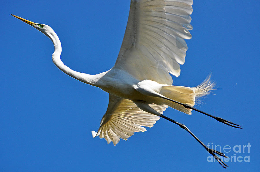 Great White Egret In Flight Photograph by Lydia Holly