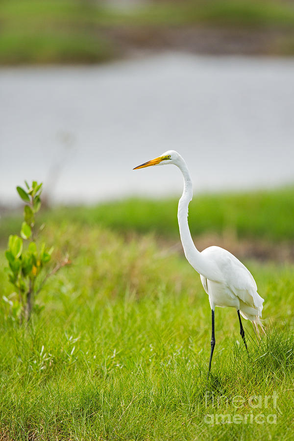 Great White Egret In Florida Photograph by Natural Focal Point Photography