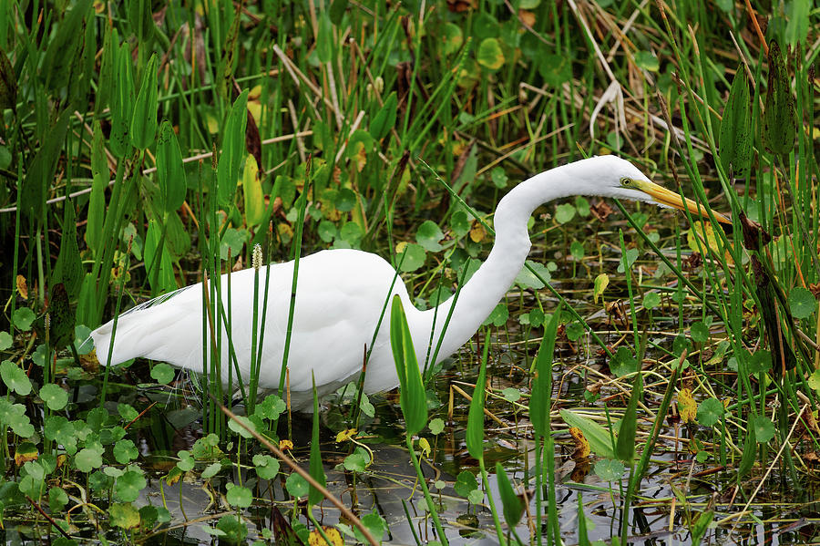 Great White Egret in Natural Habitat Close Up Photograph by Jill ...