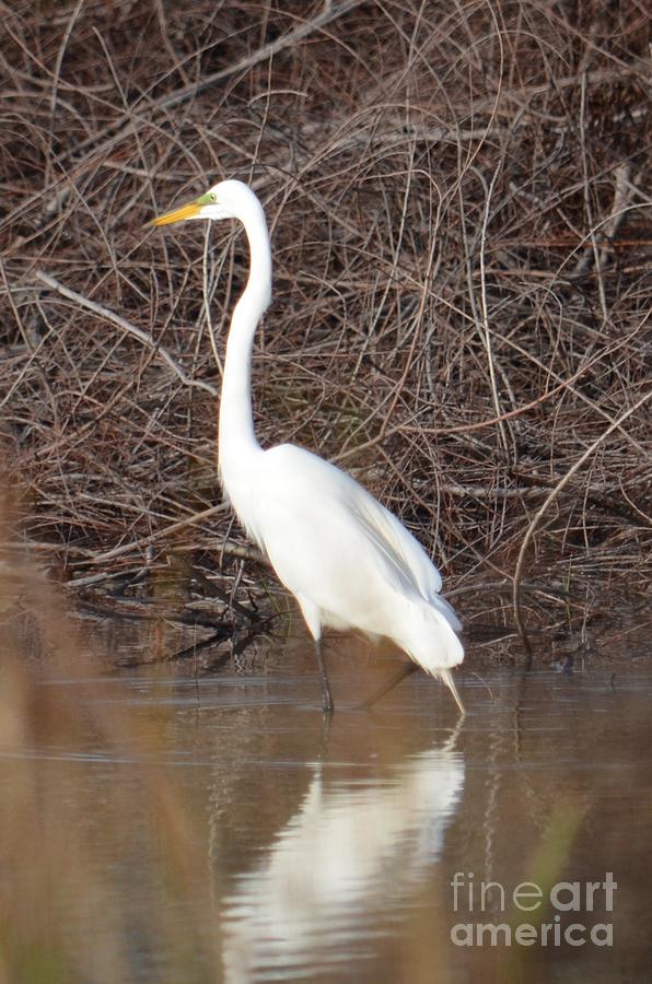 Great White Egret in Spring Photograph by Maria Urso