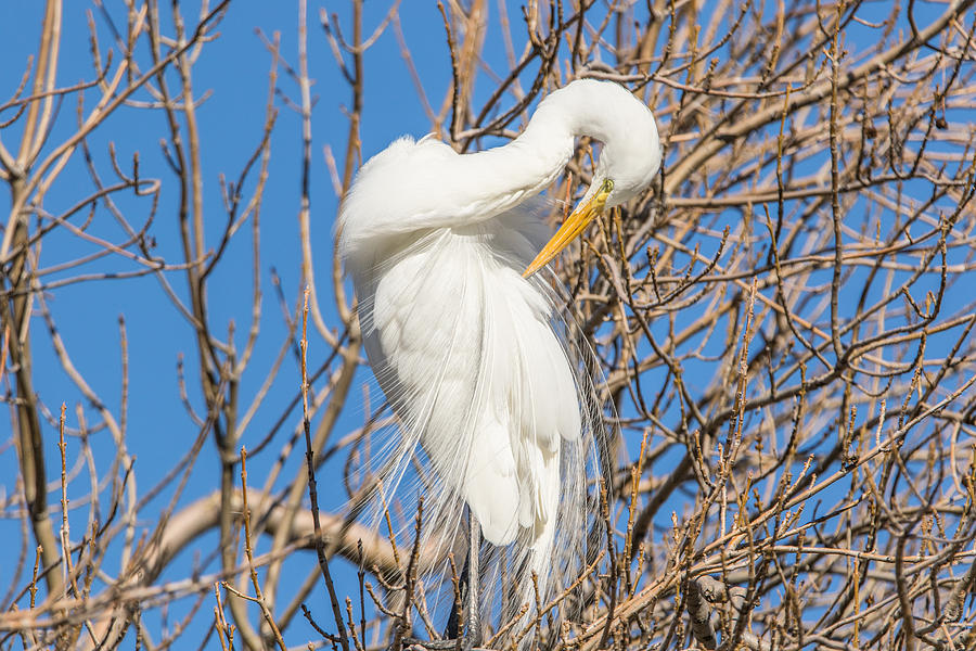 Great White Egret in Tree Photograph by Marc Crumpler