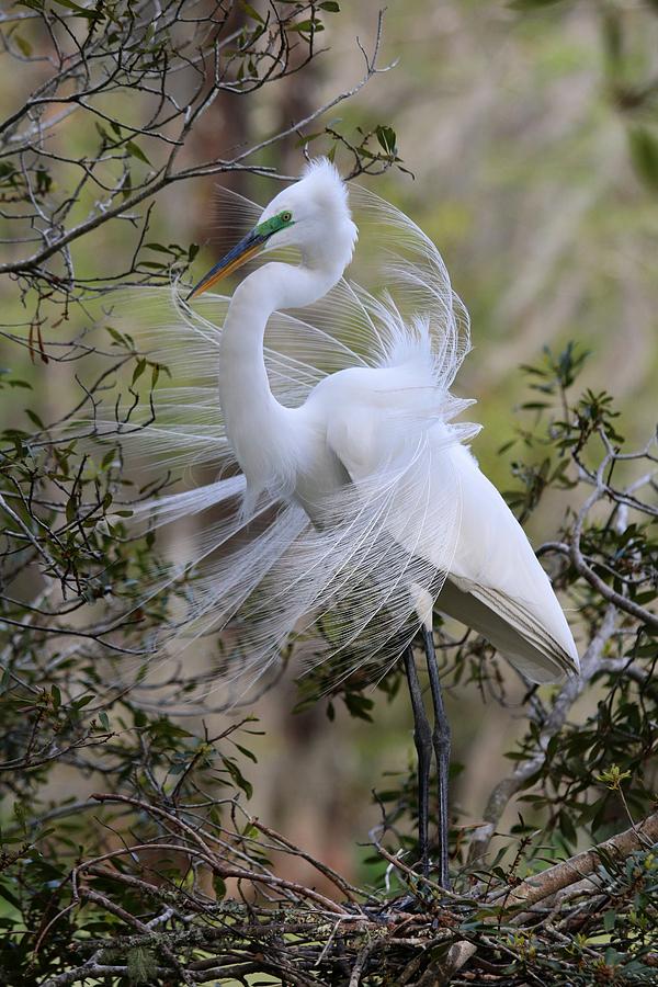 Great White Egret IV Photograph by Carol Montoya