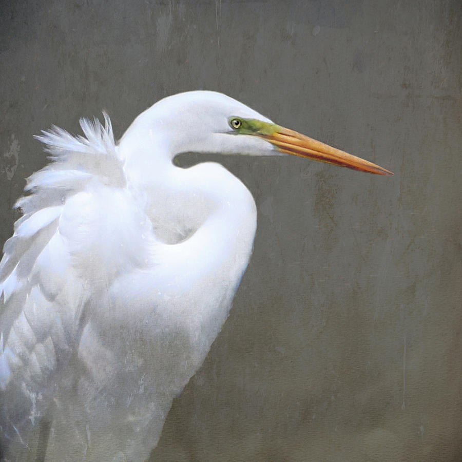 Great White Egret Photograph by Karen Lynch