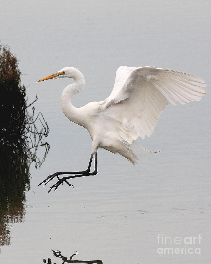 Great White Egret landing on water Photograph by Wingsdomain Art and Photography