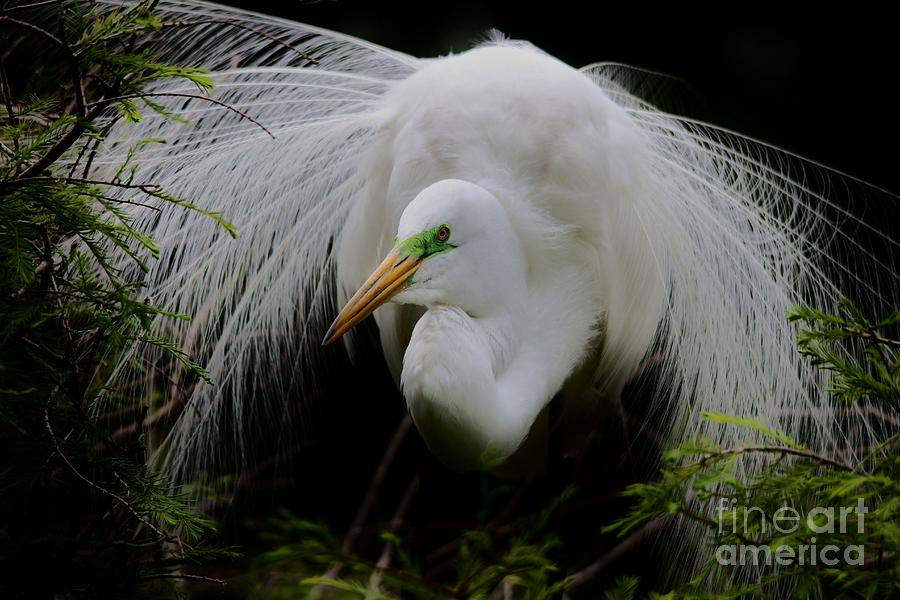 Egret Photograph - Great White Egret Nesting by Paulette Thomas