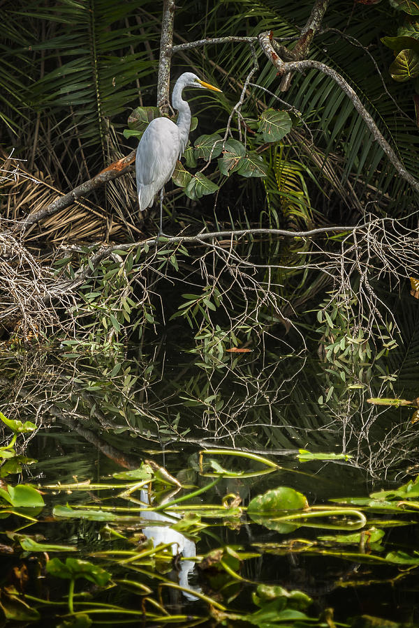 Great White Egret on a Branch Photograph by Belinda Greb