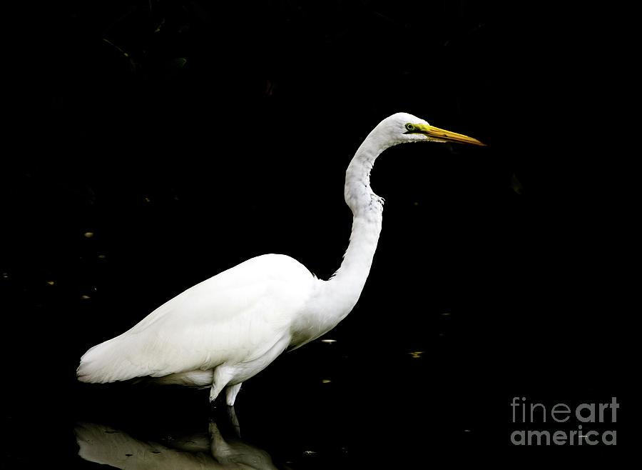 Great White Egret Dark Background Photograph