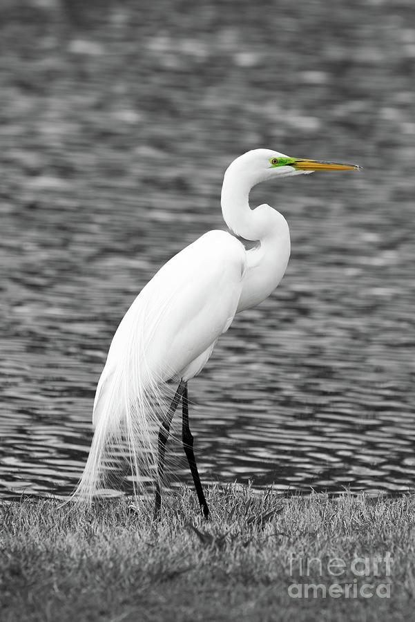 Great White Egret Photograph