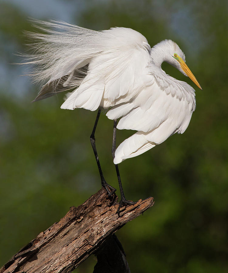 Great White Egret Perch Photograph by Art Cole